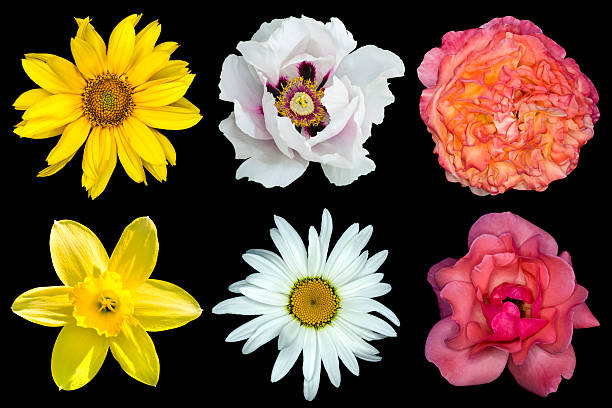 istock Mix collage of flowers  isolated on black 499153844