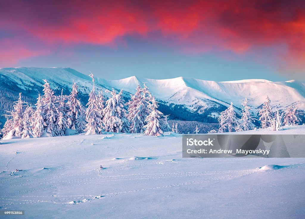 Colorful morning scene in the winter mountain. Colorful winter scene in the snowy mountains. Fresh snow at frosty morning glowing first sunlight. Instagram toning. 2015 Stock Photo