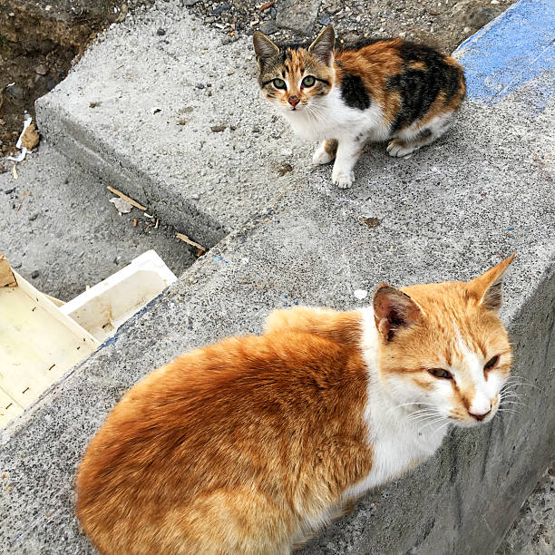 istock Stray Kitten And It's Mother 499154512