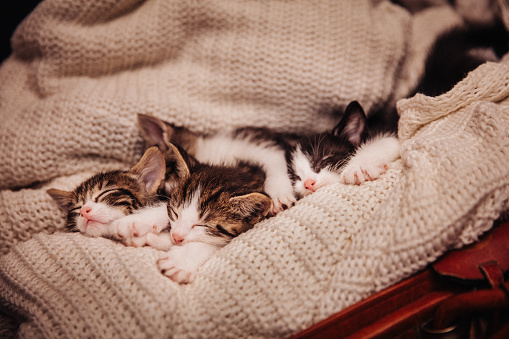 Cute family of tabby kittens cuddled together sleeping on a woollen blanket