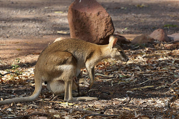 валлаби, австралия - wallaby kangaroo australia northern territory стоковые фото и изображения