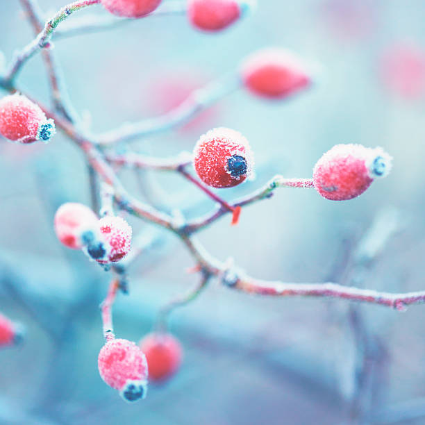 Fruits of rosehip