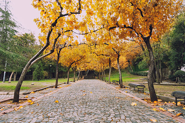 istock Autumn Scenery with Colorful Trees and Stairs 499156284