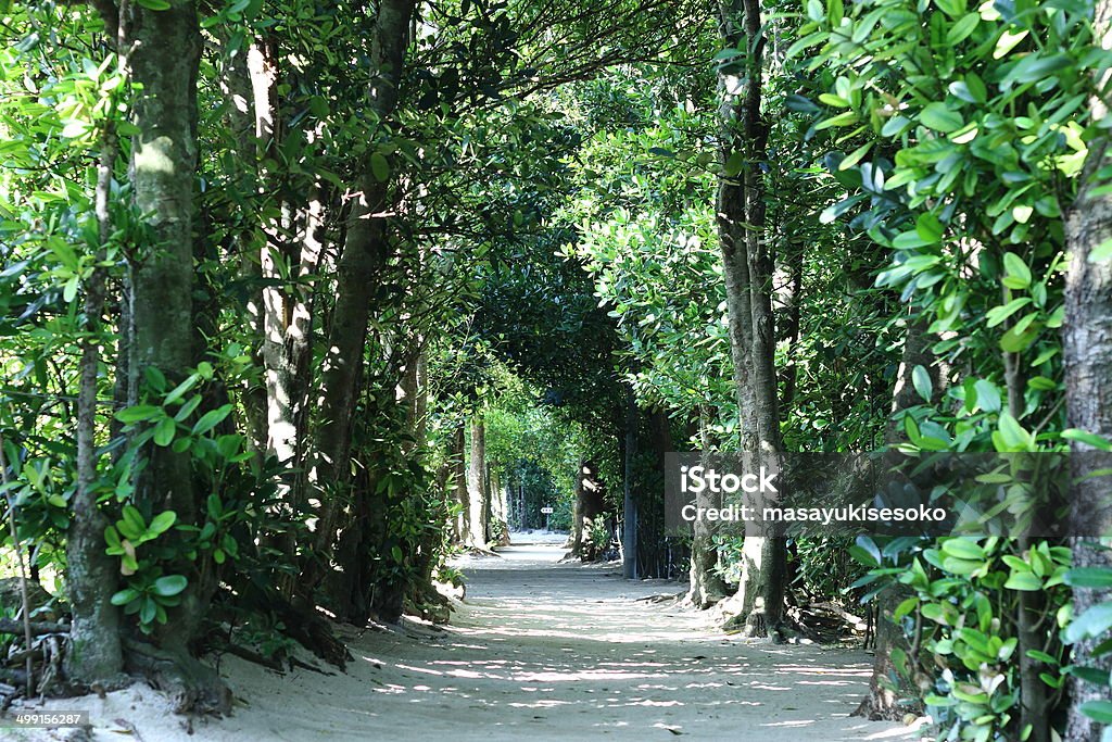 Japan Trees Path Japan Tree Lined Path Stock Photo - Download Image Now - Beauty In ...