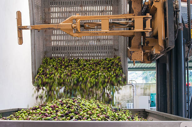 istock The making of olive oil 499156312