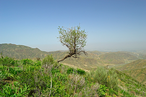 Tree in the mountains, Mountain Range Katran, Kadamzhay area, Kyrgyzstan