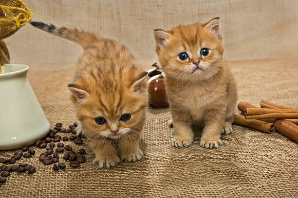 istock Two little kitten and ingredients for coffee 499157234