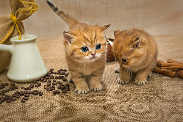 istock Two little kitten and ingredients for coffee 499157264