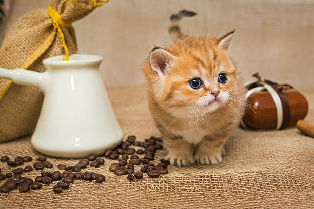 istock Little kitten and ingredients for coffee 499157312