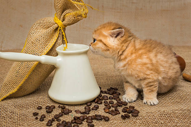 Little kitten and ingredients for coffee