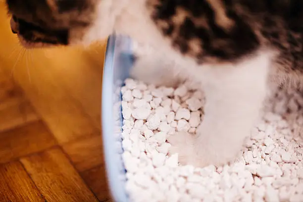 Cropped closeup of an indoor house cat standing in the white pebbles of it's cat litter tray on a wooden floor