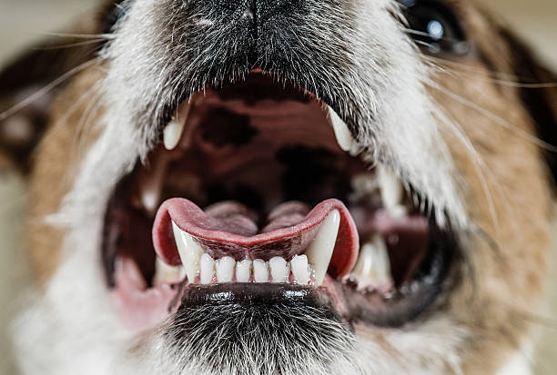 istock Dog mouth with excellent white teeth 499157954