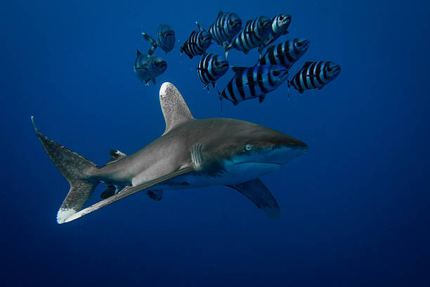 istock White tip oceanic shark accompanied by school of pirot fish. 499158056
