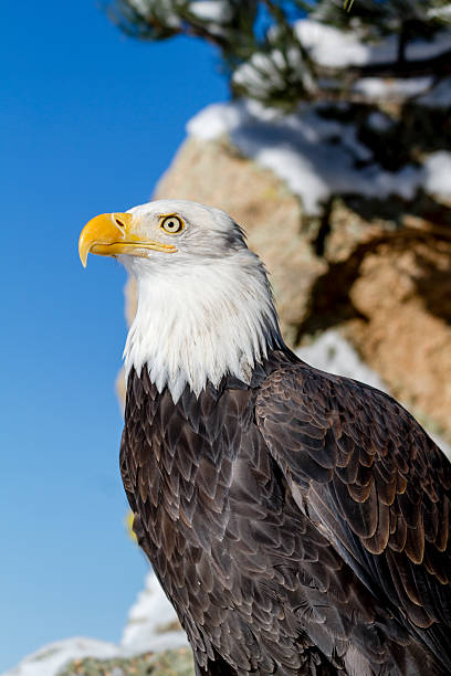weißkopfseeadler auf sonnige winter tag - white headed eagle stock-fotos und bilder