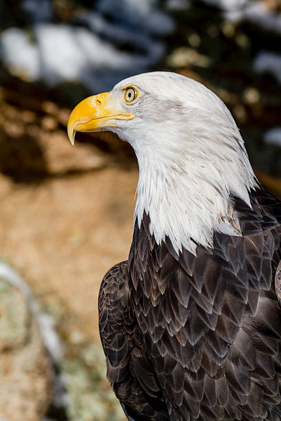 weißkopfseeadler auf sonnige winter tag - white headed eagle stock-fotos und bilder