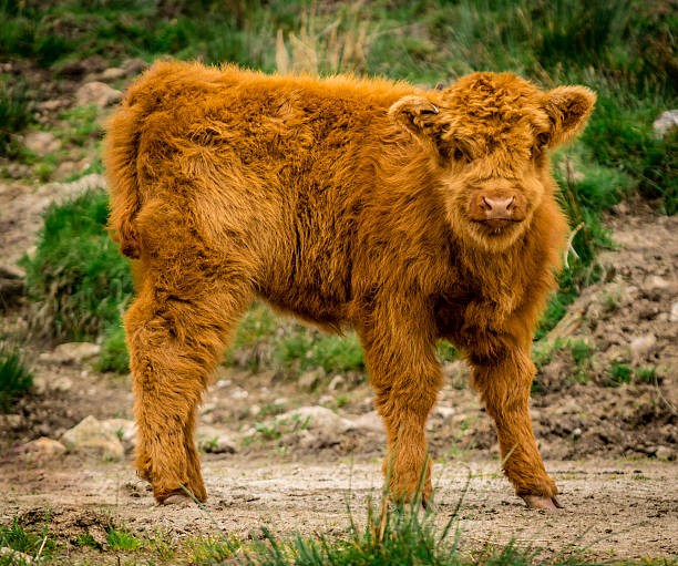 istock Scottish Highland Cow Calf 499159320