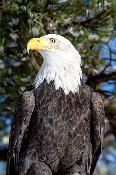 weißkopfseeadler auf sonnige winter tag - white headed eagle stock-fotos und bilder