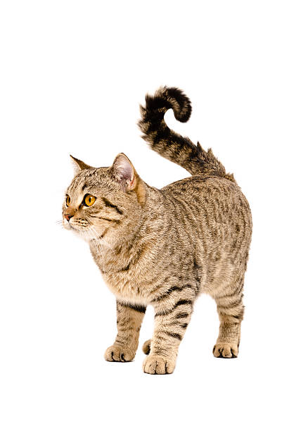 istock Adorable cat Scottish Straight 499159572