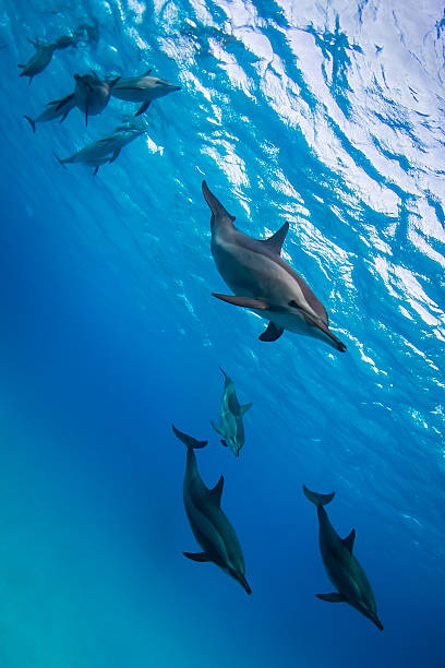 istock School of wild playing doplhins 499159578