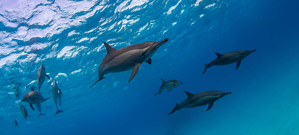 istock School of wild playing doplhins 499159622