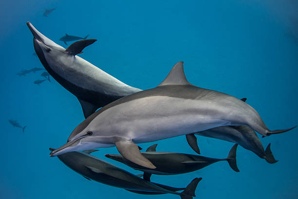 istock School of wild playing doplhins 499159836