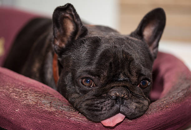 istock french bulldog relaxing 499159920