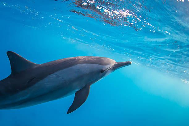 istock School of wild playing doplhins 499159984