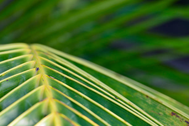 istock Abstract tropical nature: exotic macro of Green palm tree leaf 499160018
