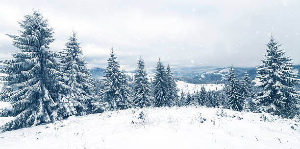istock Trees covered with hoarfrost and snow in mountains 499160028