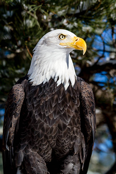 weißkopfseeadler auf sonnige winter tag - white headed eagle stock-fotos und bilder