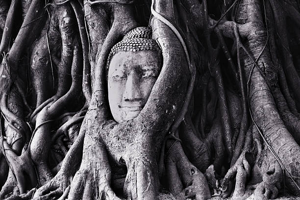 istock The head of buddha 499169169