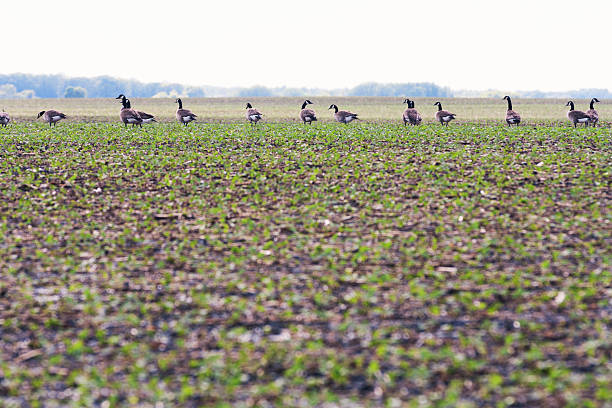 Canada Geese in a Soybean Field