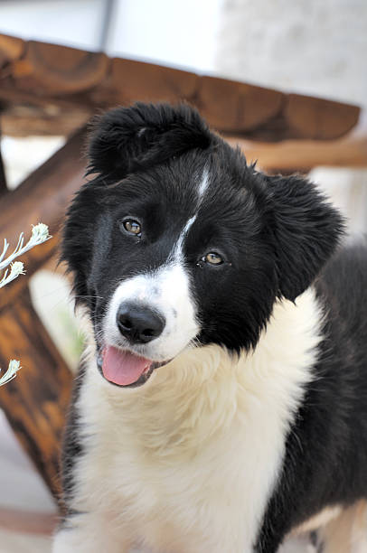 border collie stock photo