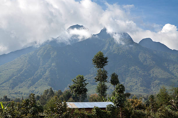 Rainforests on Mt Sabinyo volcano home to threatened mountain gorilla's