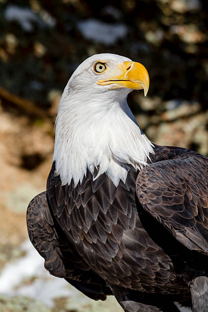 weißkopfseeadler auf sonnige winter tag - white headed eagle stock-fotos und bilder