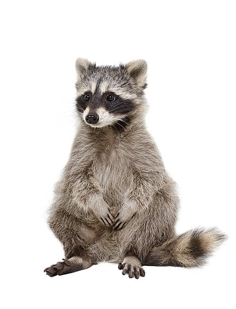 Adorable raccoon stock photo