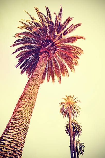 istock Vintage toned palm trees at sunset, holiday background 499170116