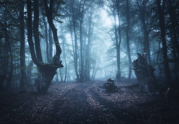 bosque del otoño en la niebla oscuro. hermoso paisaje natural. - single lane road road sky dirt road fotografías e imágenes de stock