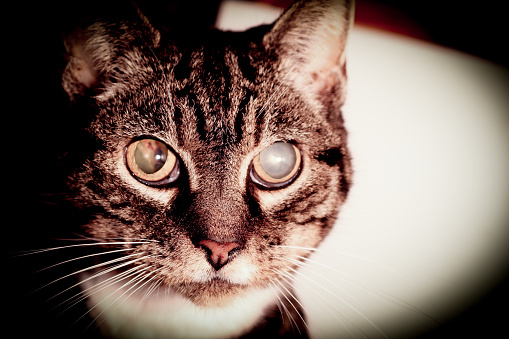 A silver British shorthair looking directly into the camera.