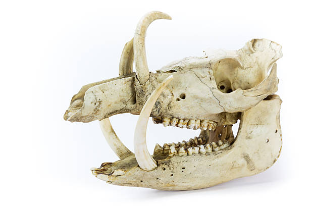 istock Skull of wild boar 499171121