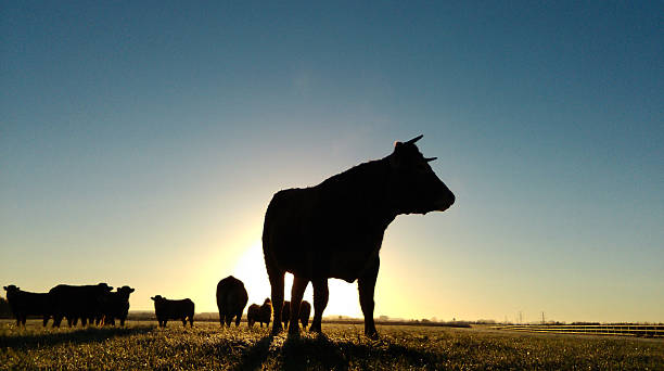 istock Cow in silhouette at sunrise 499171236