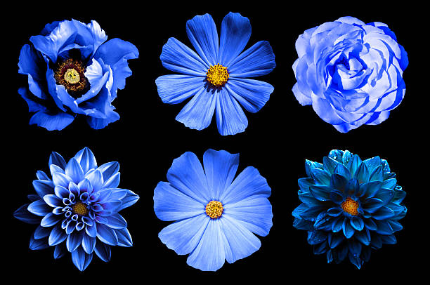 Mix Collage Of Natural And Surreal Blue Flowers 6 Stock Photo