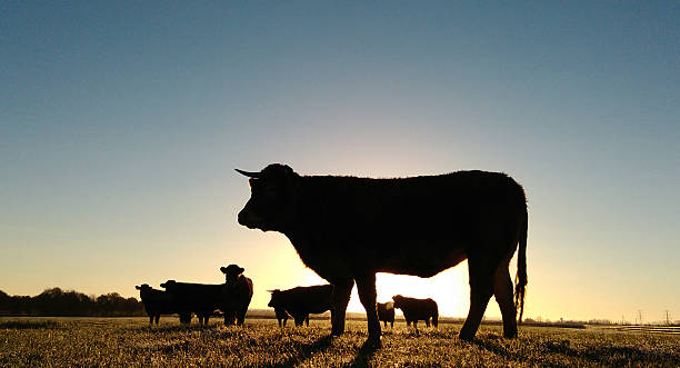 istock Cows in silhouette at sunrise 499171296