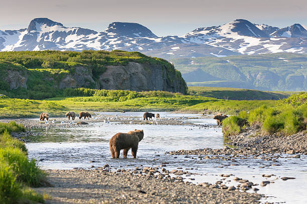 groupe de l'ours brun d'alaska au saumon de la pêche dans la rivière mcneil - saumon animal photos et images de collection