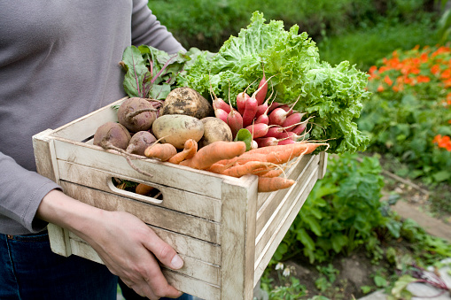 Midsection of woman carrying crate with freshly harvested vegetables in garden