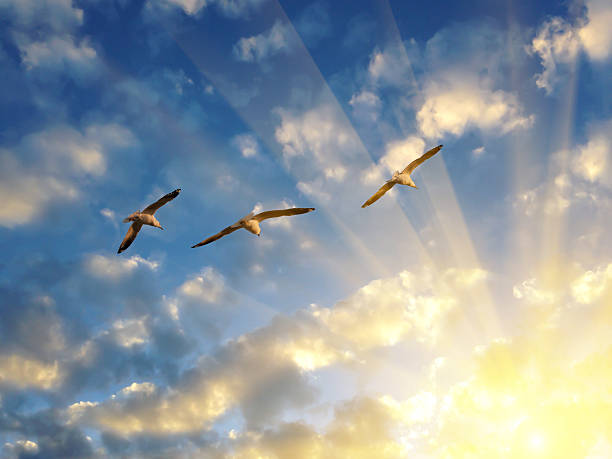 istock Three seagulls flying into the rays of setting sun 499171881