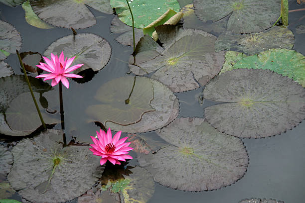두 핑크 백합 - water lily floating on water lotus leaf 뉴스 사진 이미지