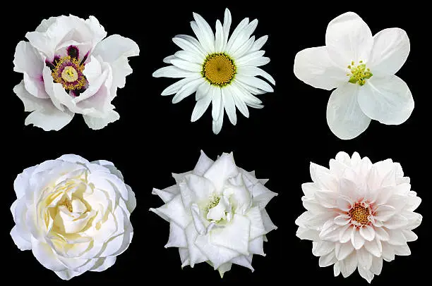 Photo of Mix collage of natural white flowers 6 in 1