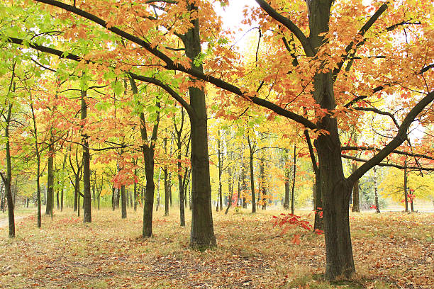istock autumn park with oaks and maples in yellow trees 499172262