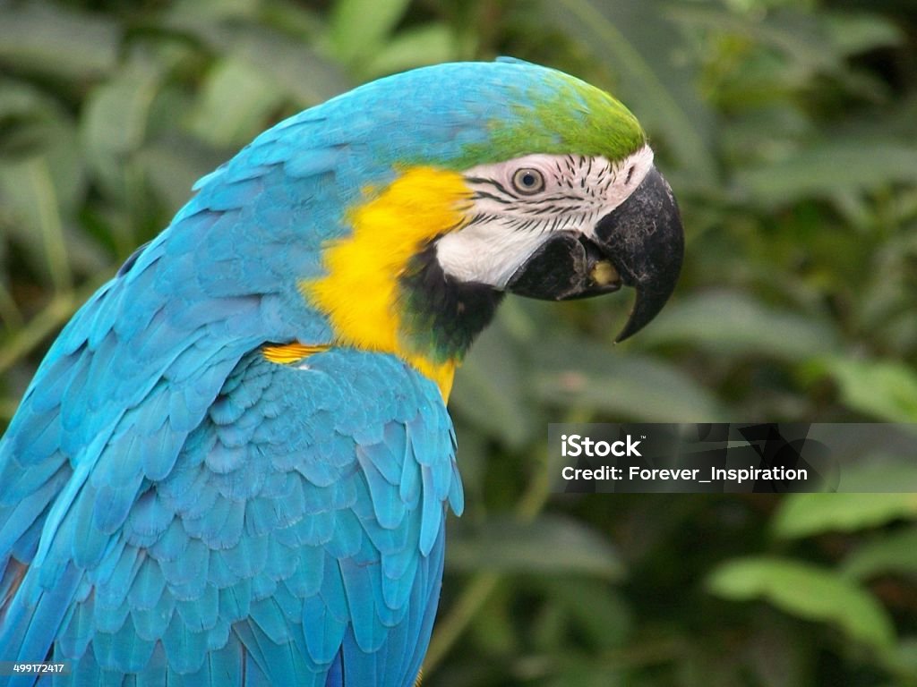 Beautiful Parrot Bird Stock Photo